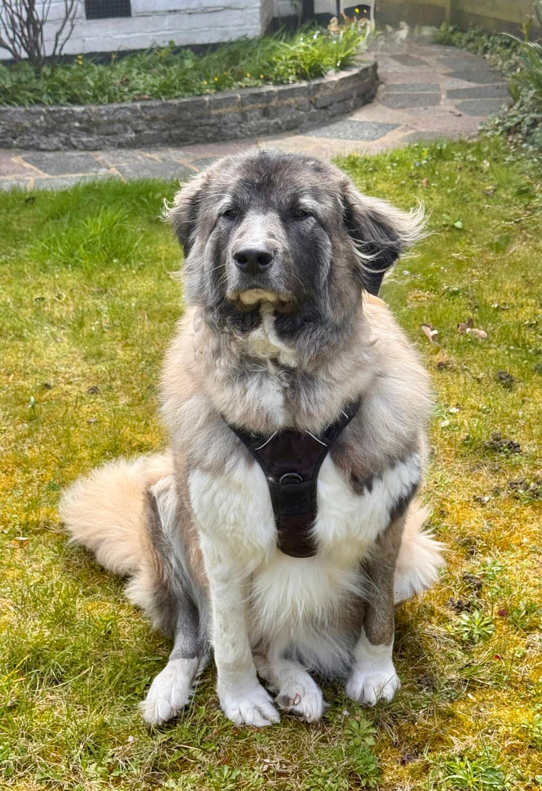 LOLA - SURREY LOLA - SURREY